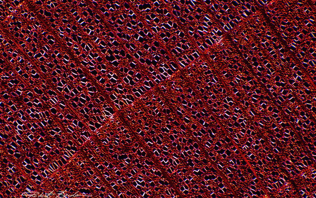 MOTIC BA310POL偏光显微镜偏光成像