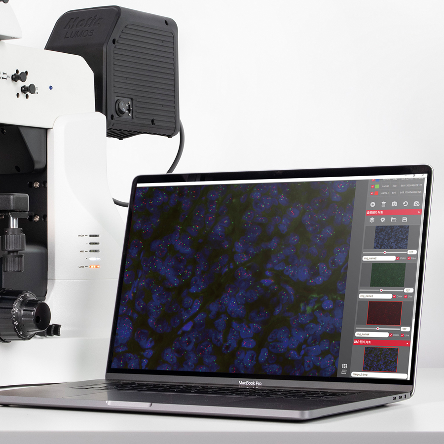 麦克奥迪MOTIC pa53 fs6荧光显微镜成像效果