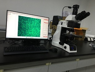 motic pa53fs6正置荧光显微镜应用于阜阳师大